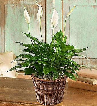 Piece Lily