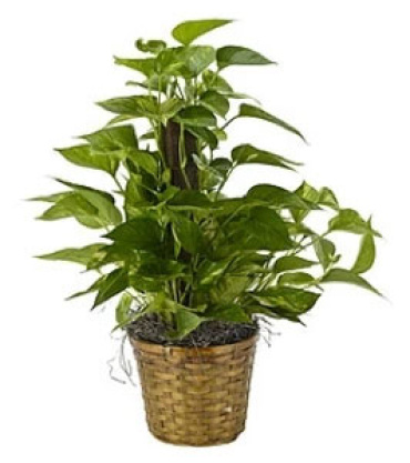 Pole Plant